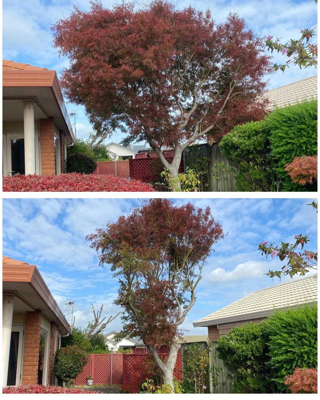 lawn mowing & gardening services in new zealand